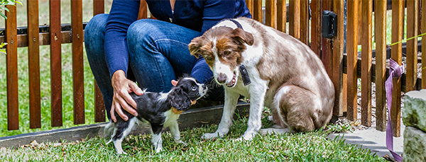 puppy with senior dog