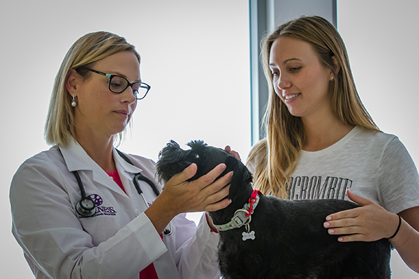 taking dog to veterinarian