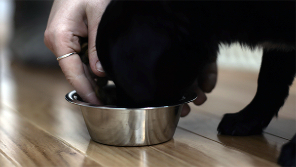 puppy eating from silver food bowl