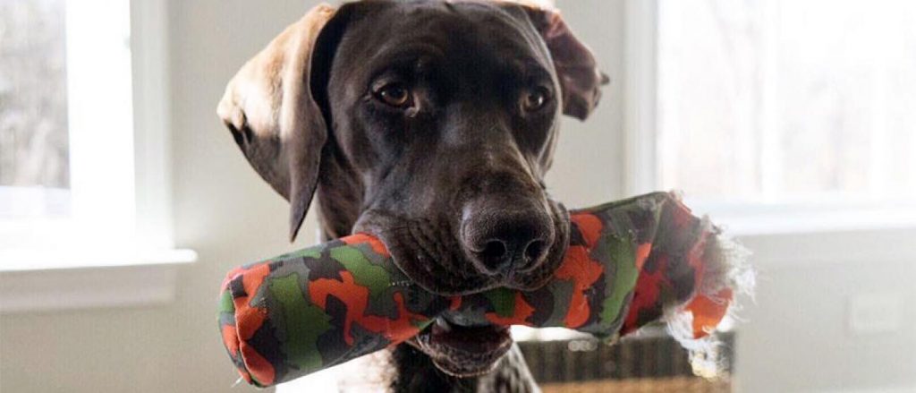 dog playing with a toy