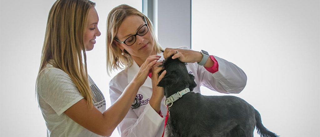 dog having teeth checked by veterinarian