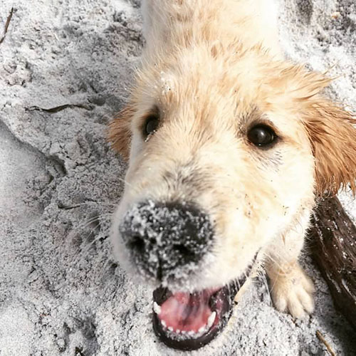 beach dog