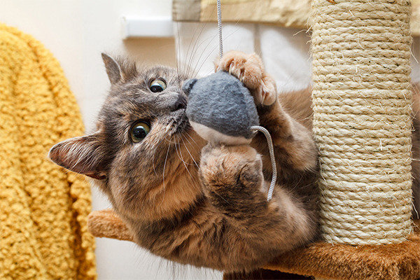 cat scratching post