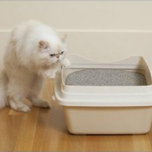 litter box training