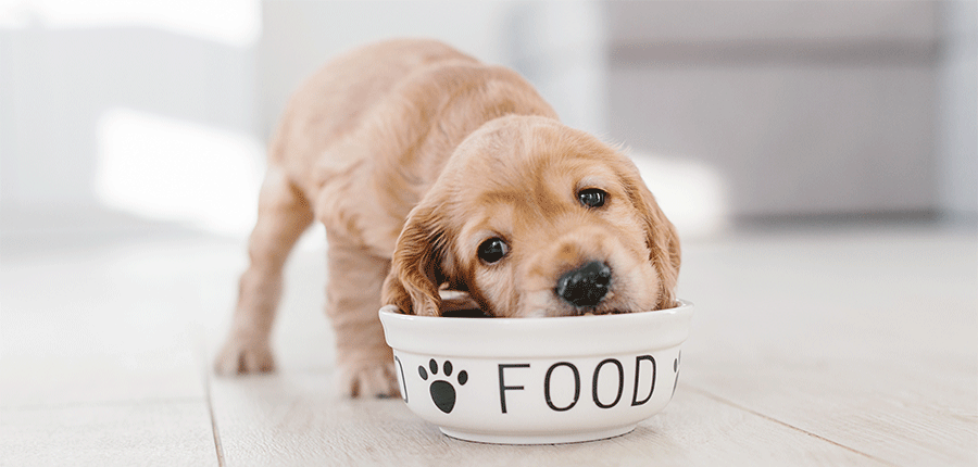 puppy eating food