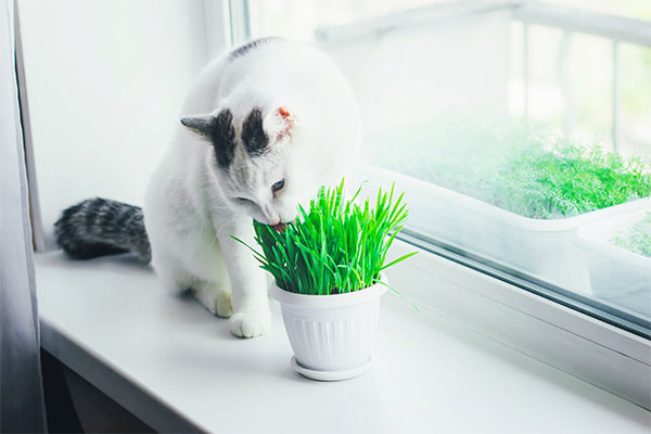 cat eating cat grass