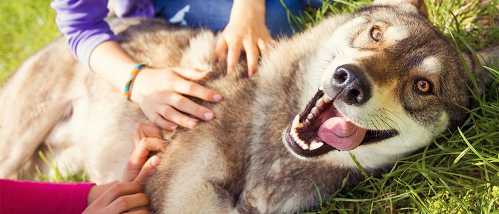 dog playing outside with people