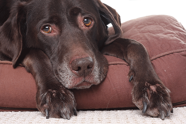 dog with missing fur on paws