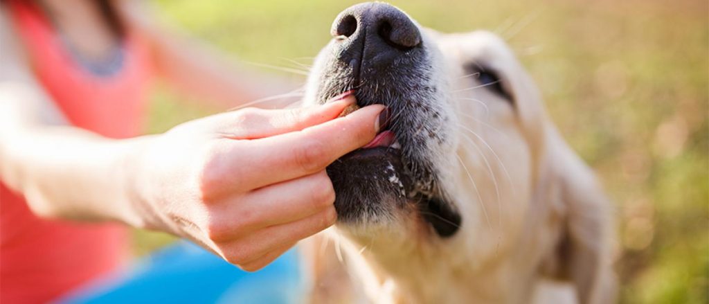 dog getting treat