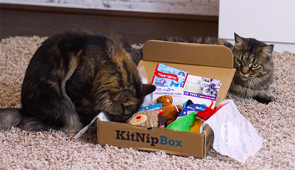 kitnipbox