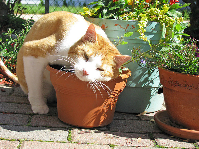 cat enjoying catnip