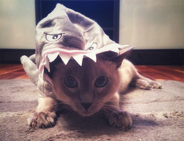 cat in shark costume