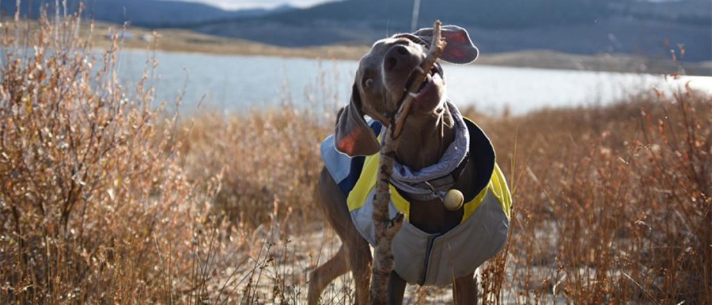 Koda the dog at a National Park