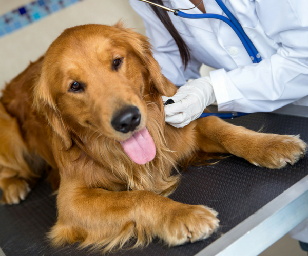 dog lyme disease veterinarian