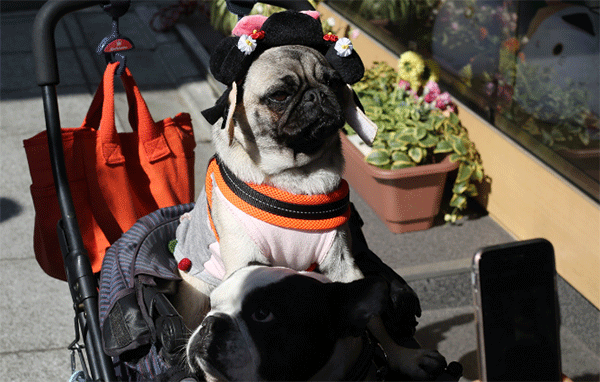 pugs in stroller