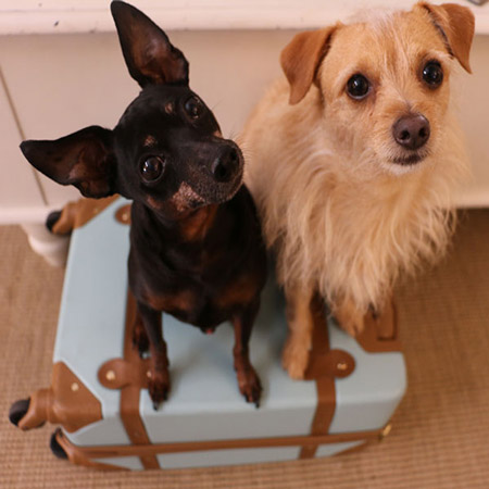 dogs on luggage