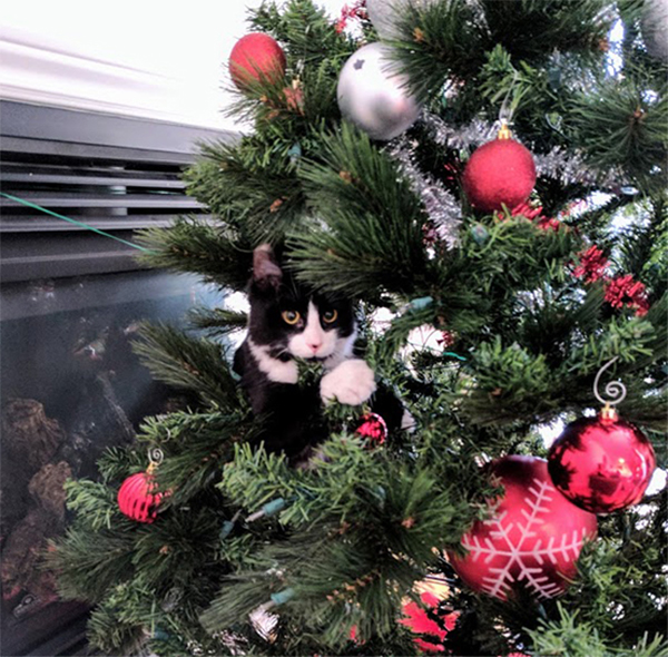 cat in christmas tree 1