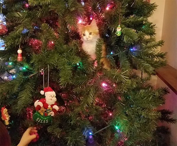 cat in christmas tree 8