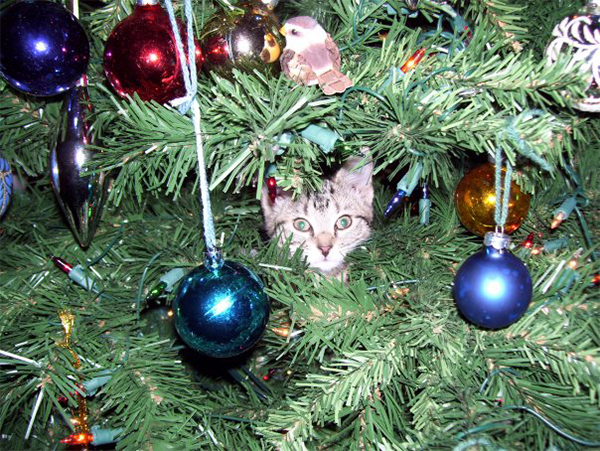 cat in christmas tree 5 