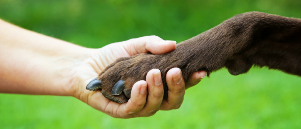 holding paw