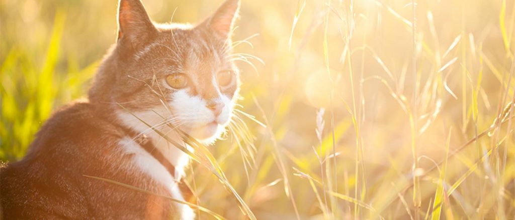 outdoor cat