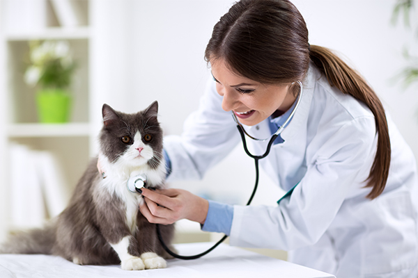 cat at vet