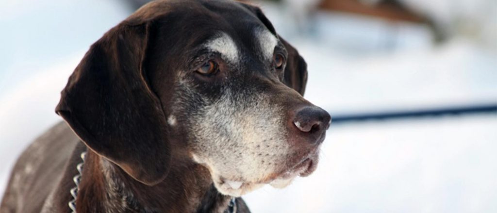 Senior Dog in Winter