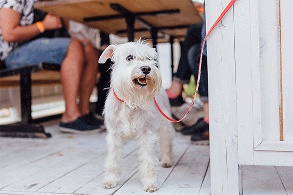 West Highland Terrier in Key West Forida