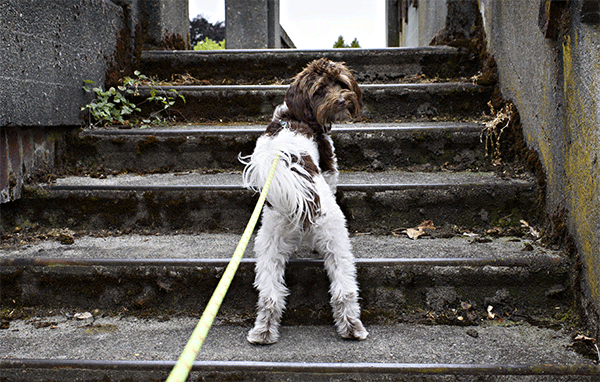 Dog on steps in Seattle Washington
