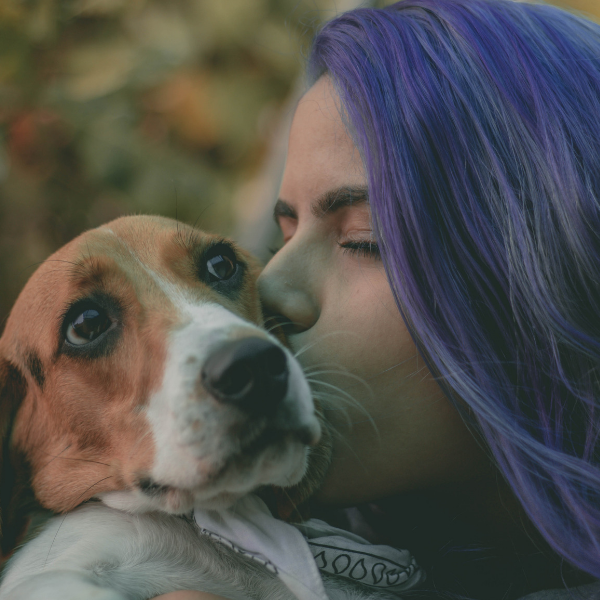 beagle with woman