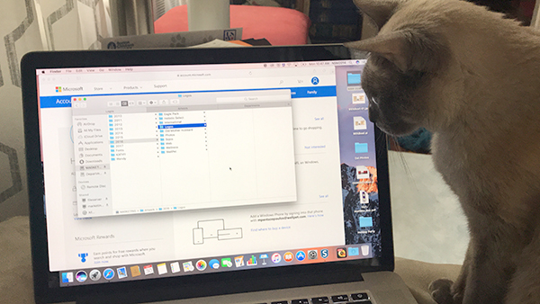 Siamese cat looking at computer screen