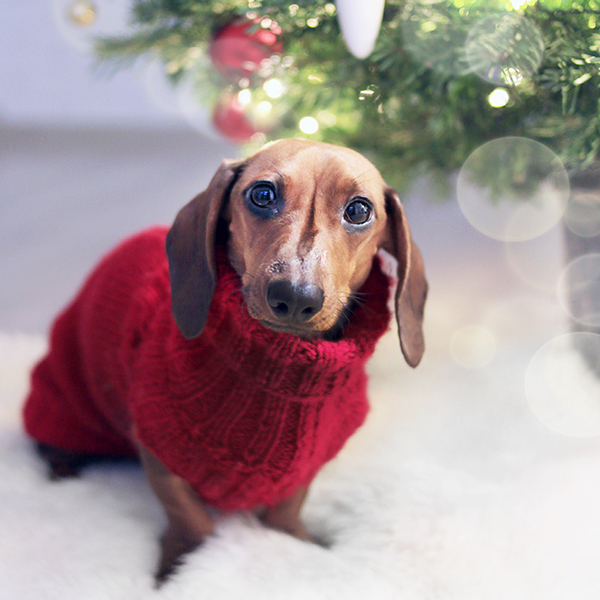 dog in sweater