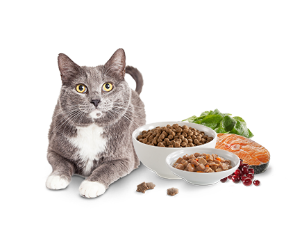 How To Prepare Wet Food For Cats How To Prepare Wet Food For Cats