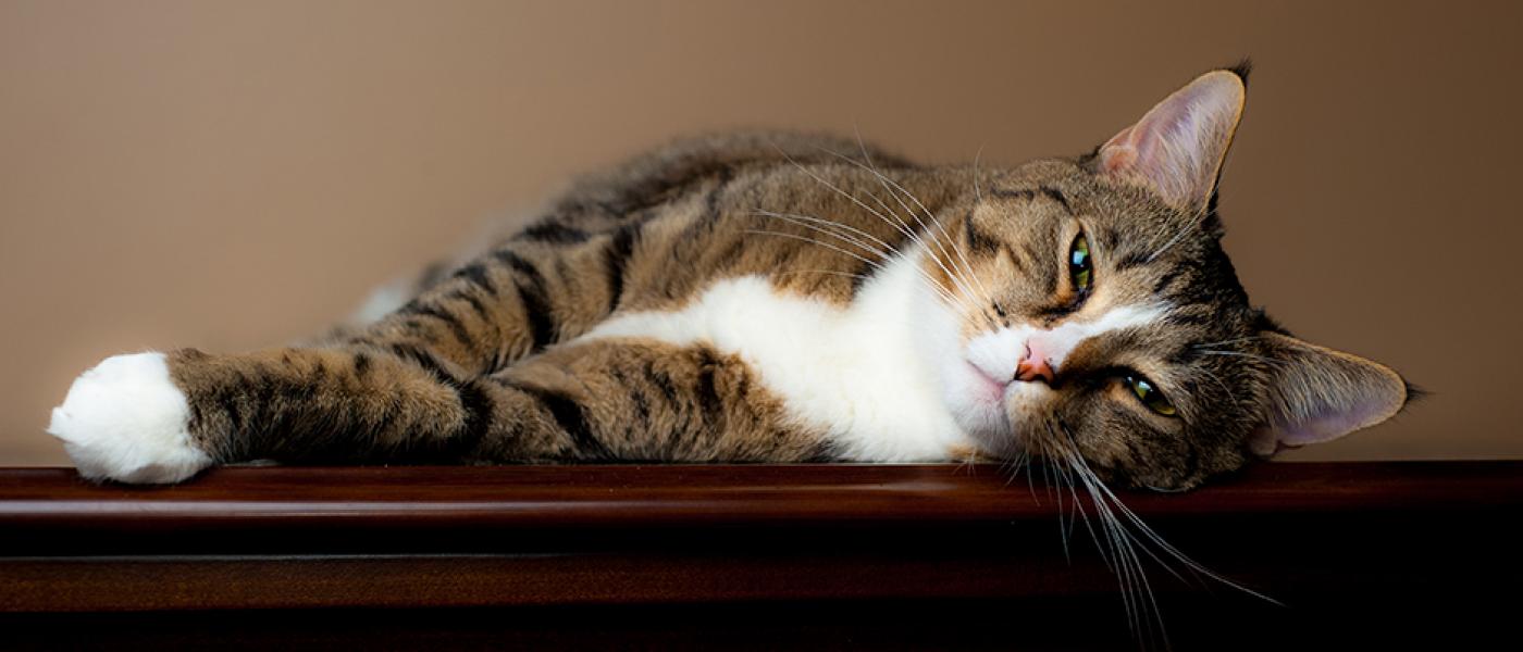 Why Do Cats Seem More Finicky Than Dogs When it Comes to Food