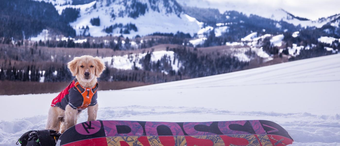 How to Ski and Snowboard With Your Adventure Dog Wellness Pet Food
