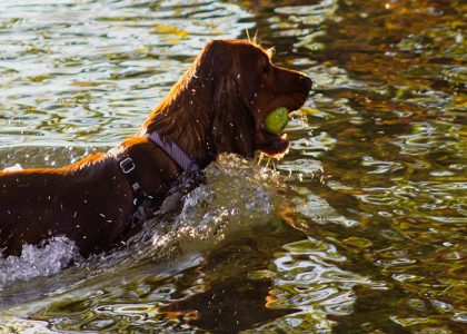swim
