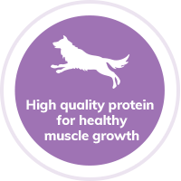Dog-protein-muscle-growth